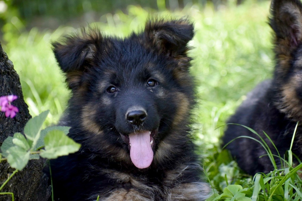 Du Domaine De Brenda - Chiots disponibles - Berger Allemand Poil Long