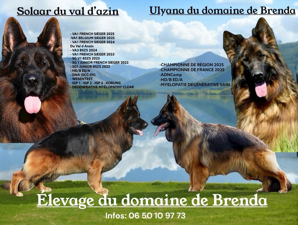 Du Domaine De Brenda - Berger Allemand - Portée née le 05/12/2025