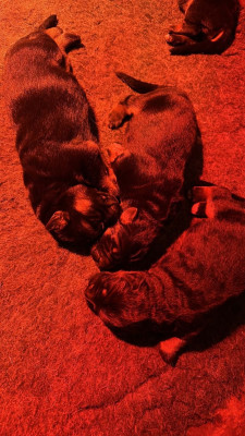 CHIOT 3