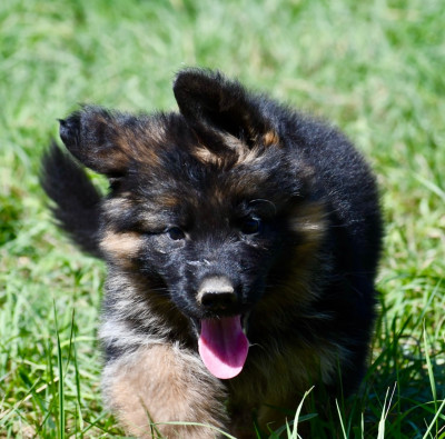 CHIOT 5