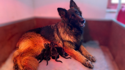 CHIOT 4
