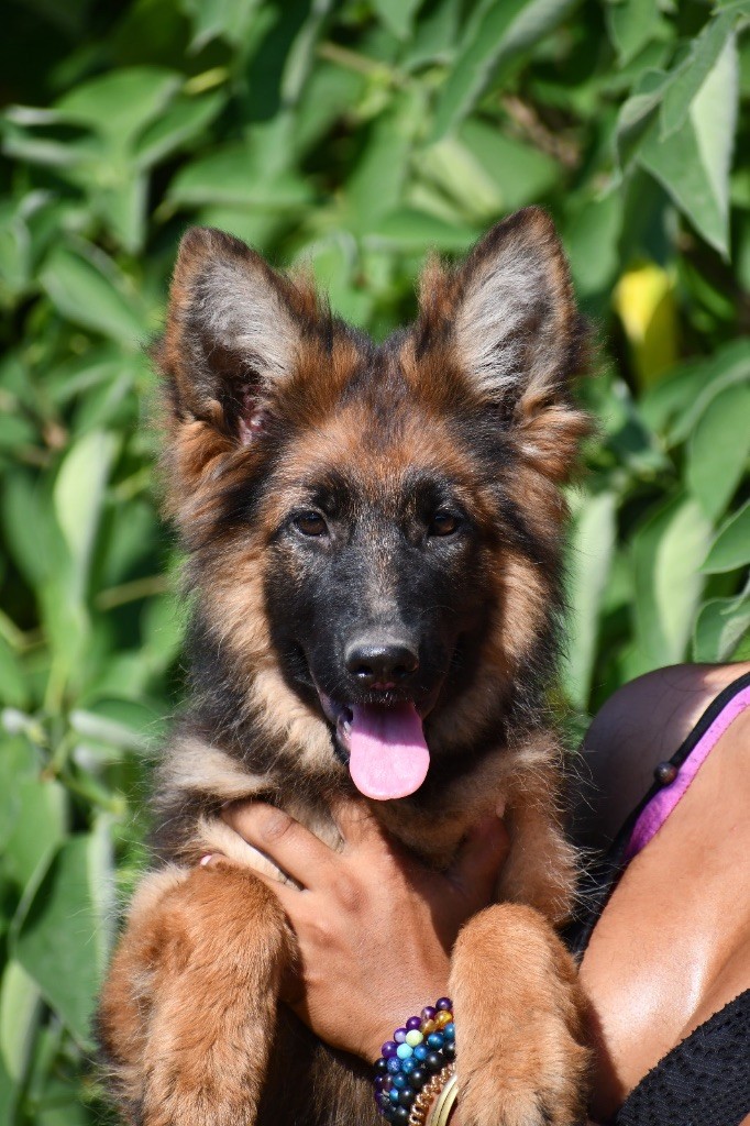 Du Domaine De Brenda - Chiots disponibles - Berger Allemand