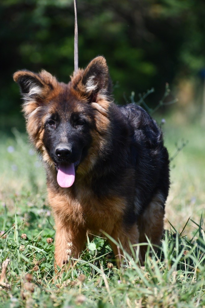 Du Domaine De Brenda - Chiots disponibles - Berger Allemand