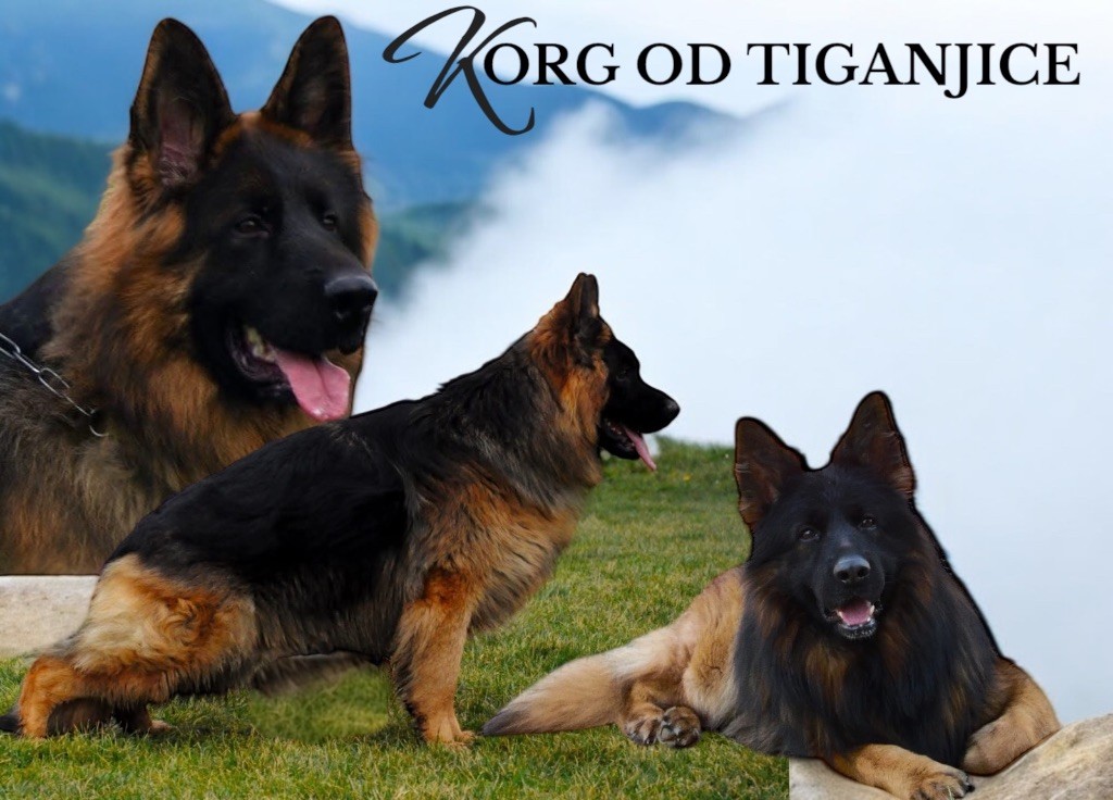 Chiot Berger Allemand Du Domaine De Brenda