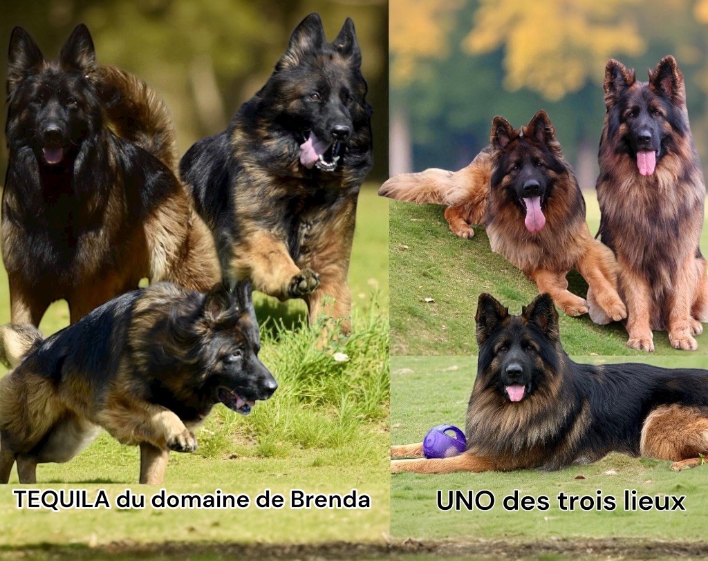 Chiot Berger Allemand Du Domaine De Brenda