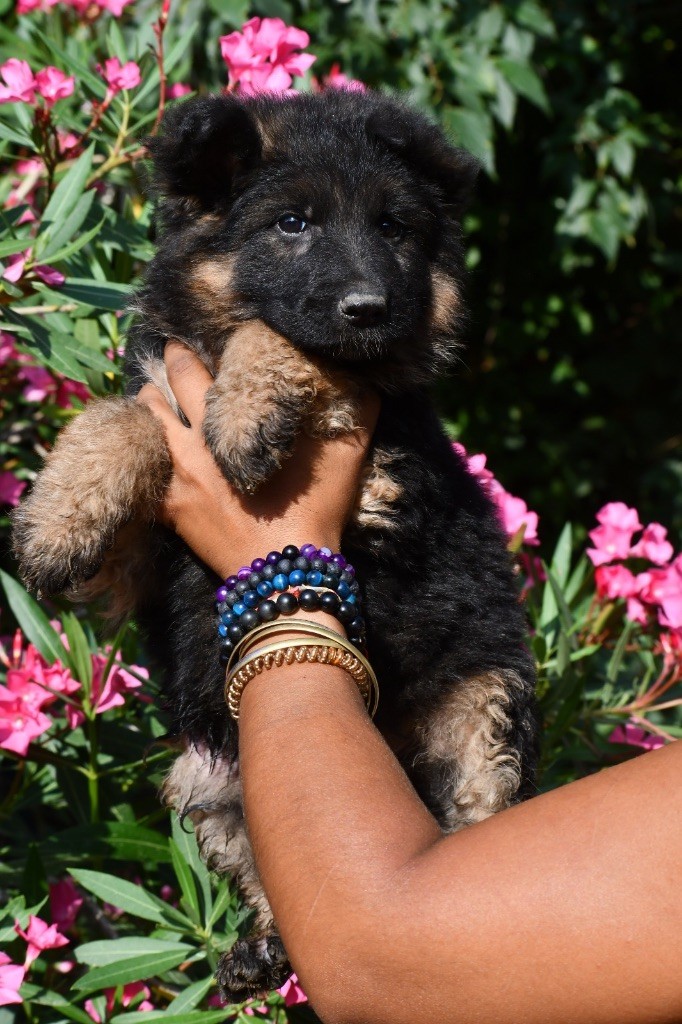 Du Domaine De Brenda - Chiots disponibles - Berger Allemand
