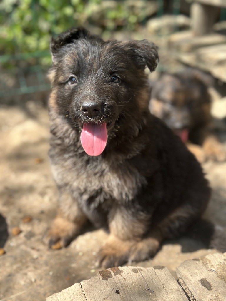 Du Domaine De Brenda - Chiots disponibles - Berger Allemand