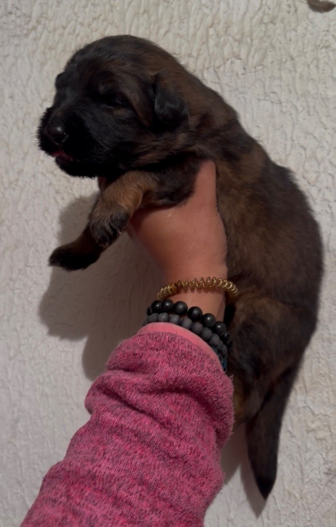 Du Domaine De Brenda - Chiots disponibles - Berger Allemand