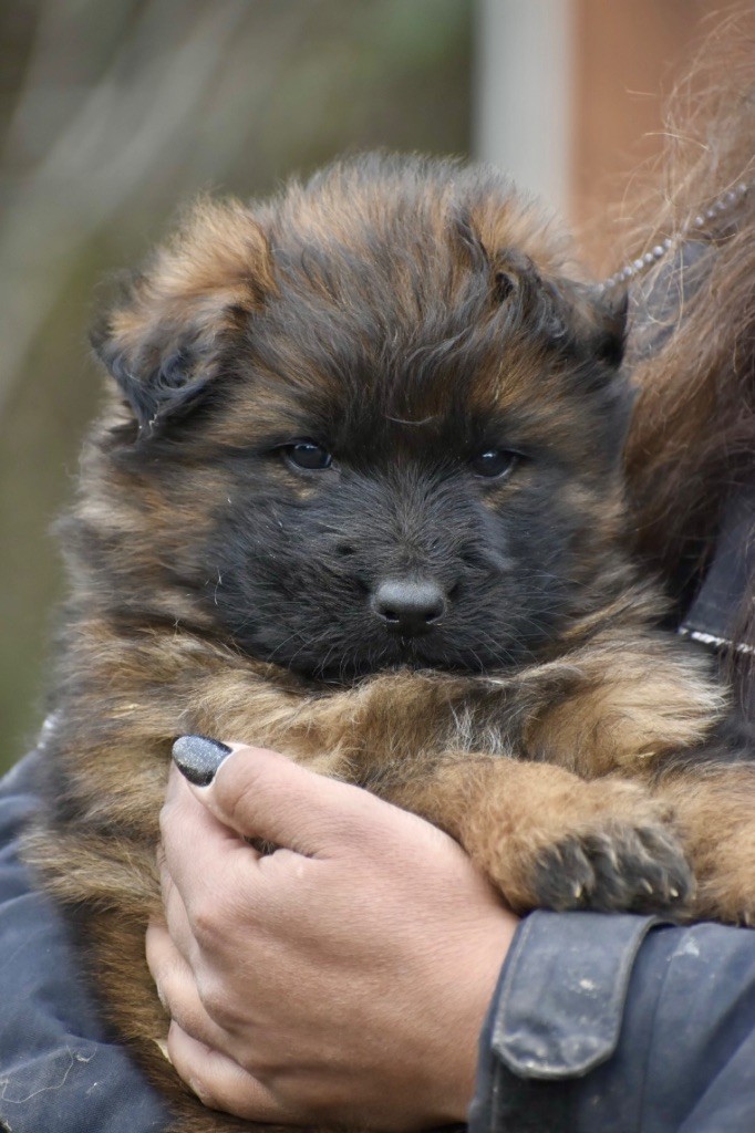 Du Domaine De Brenda - Chiots disponibles - Berger Allemand