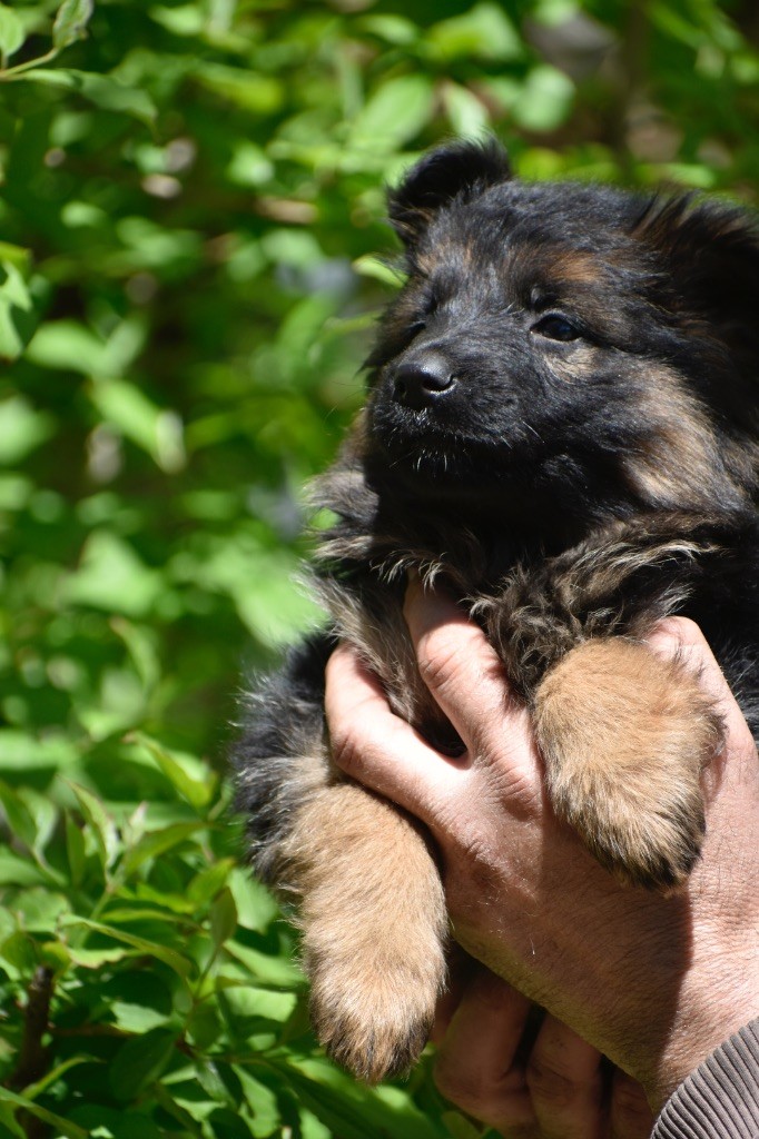 Du Domaine De Brenda - Chiots disponibles - Berger Allemand